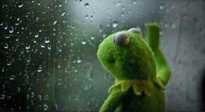 Kermit waiting by the window